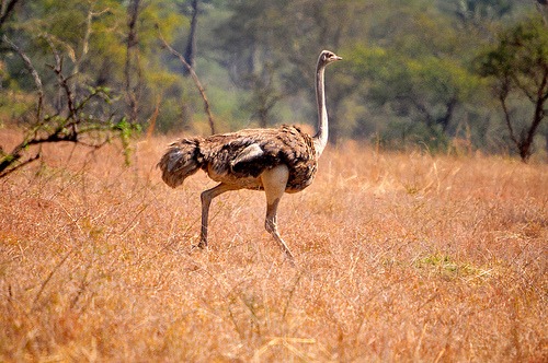 Sipi Falls to Pian Upe Wildlife Reserve