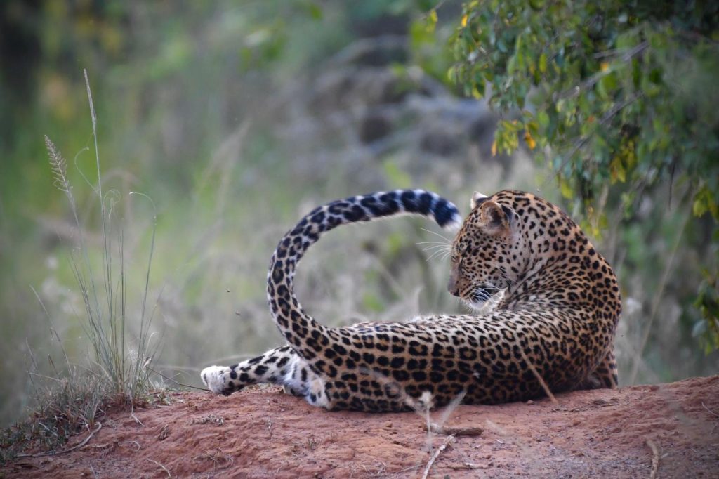  Kigali City Tour and Evening Safari in Akagera National Park