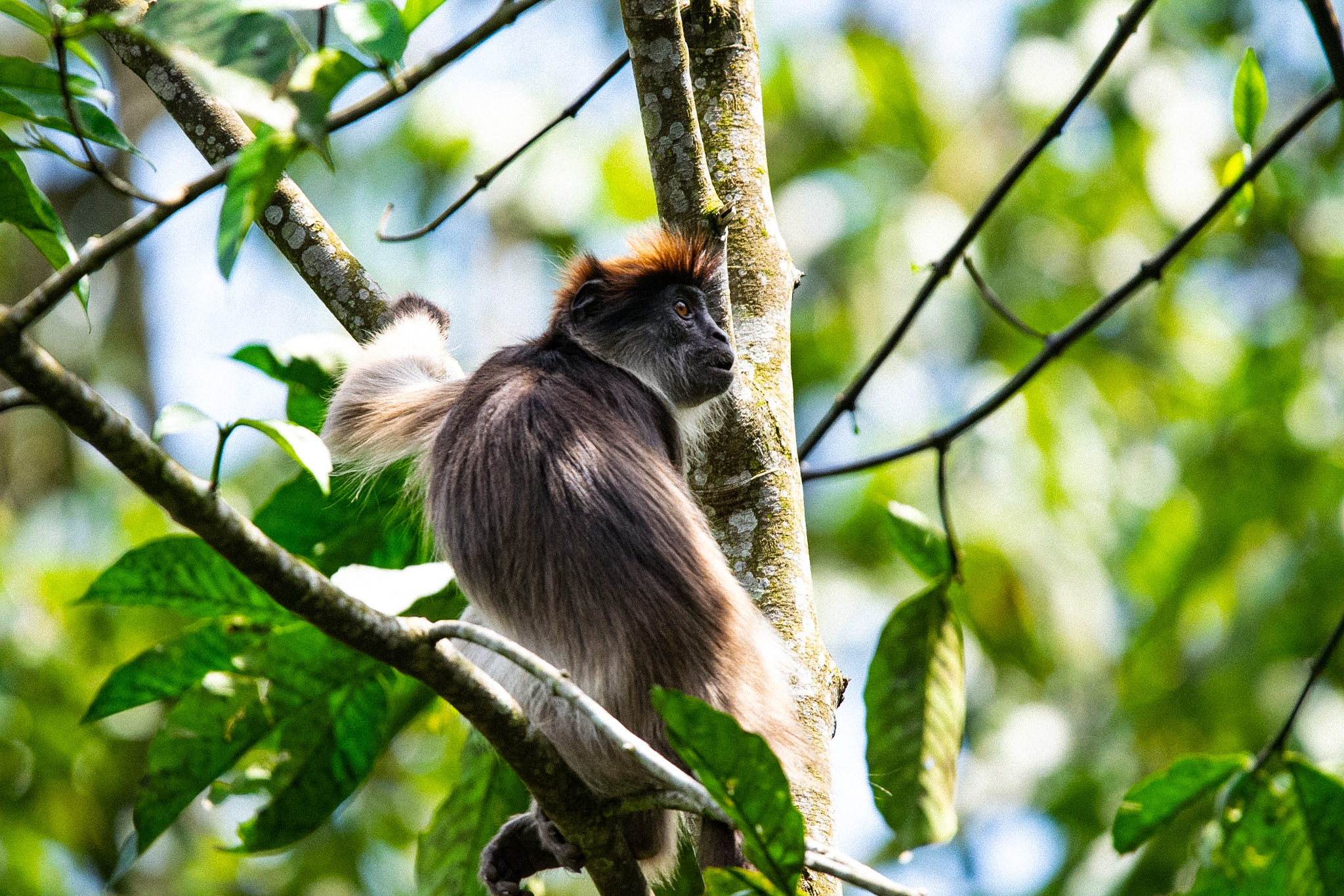 Kibale Forest — Chimpanzee Photography