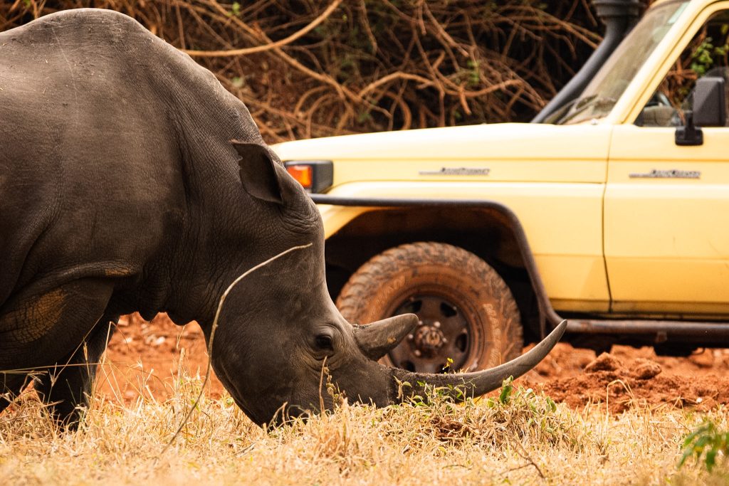 Budongo Forest Chimpanzee Tracking and Ziwa Rhino Sanctuary