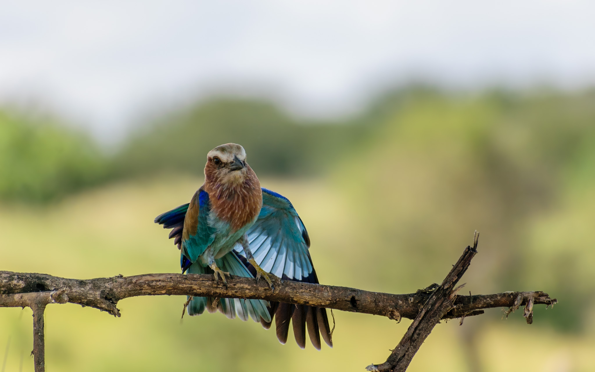 Arusha to Tarangire National Park – Elephants & Baobabs