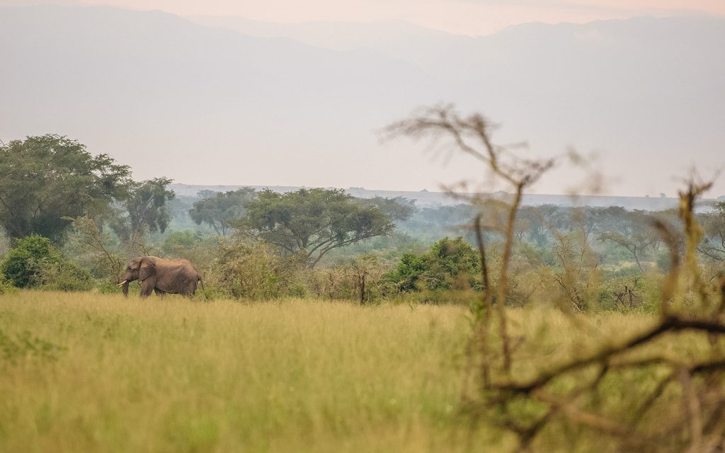 Gorilla Trekking in Bwindi & Transfer to Ishasha