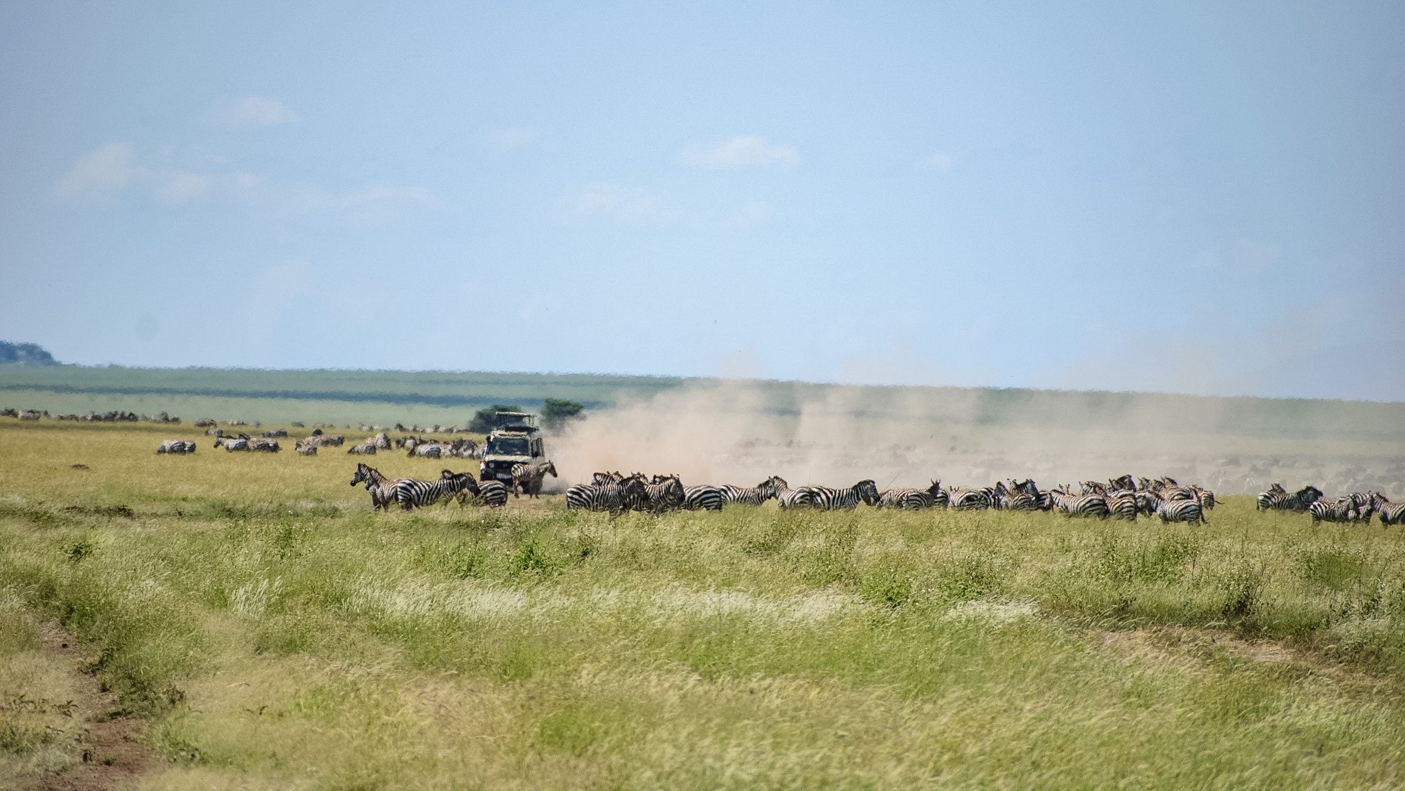 Full-Day Game Drive in Central Serengeti