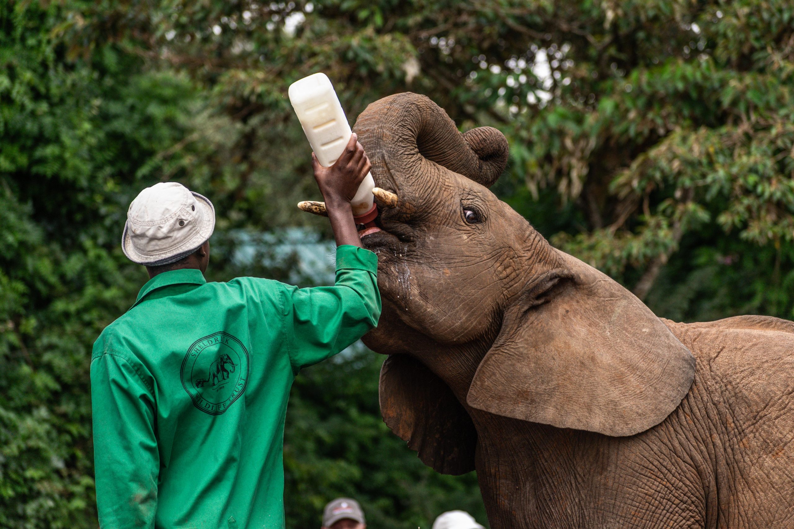 Nairobi – Giraffe Centre – Sheldrick Wildlife Trust – Masai Mara