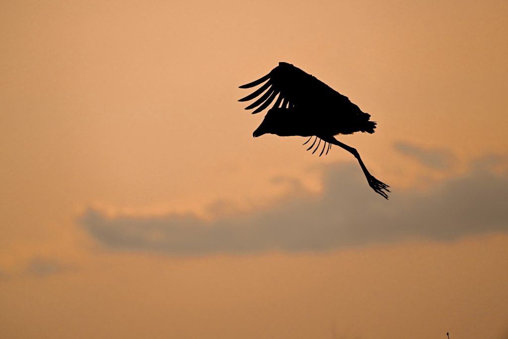  Mabamba Swamp – In Search of the Shoebill