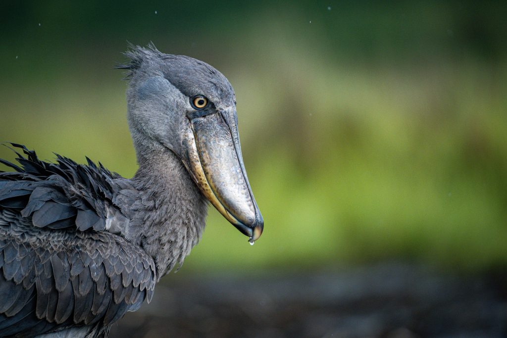 Shoebill Encounter