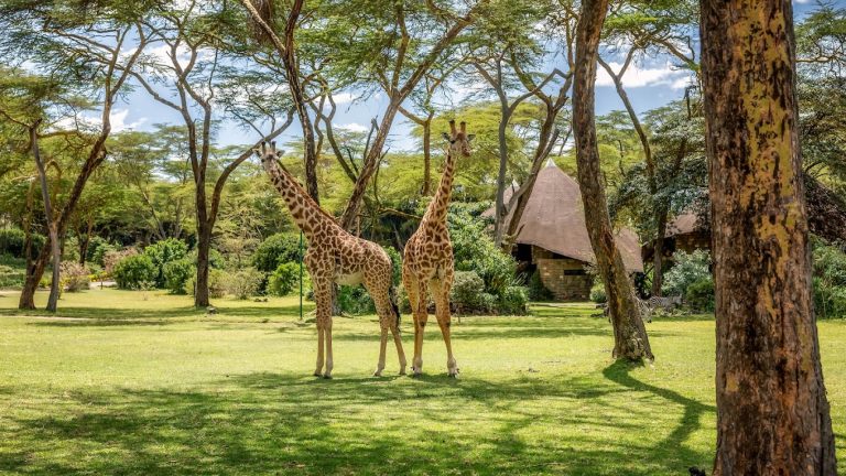 Lake Naivasha Sopa Resort
