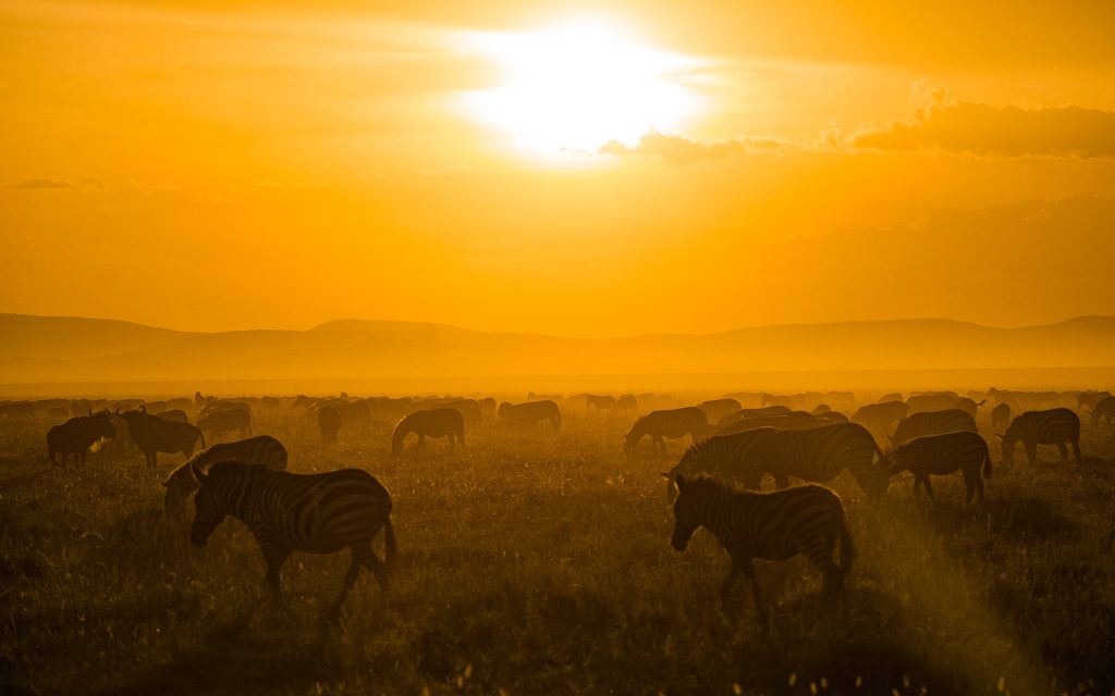  Full-Day Game Drive in Central Serengeti Seronera