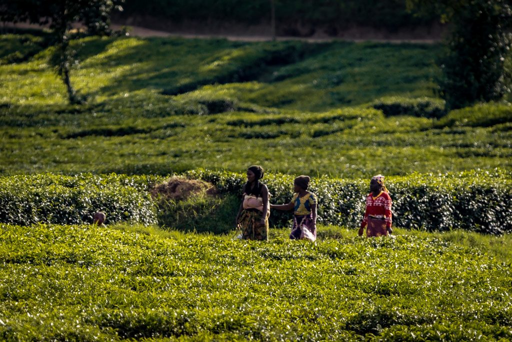 Akagera National Park to Bwindi Impenetrable National Park