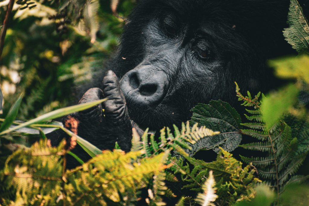  Gorilla Trekking – Bwindi Impenetrable Forest