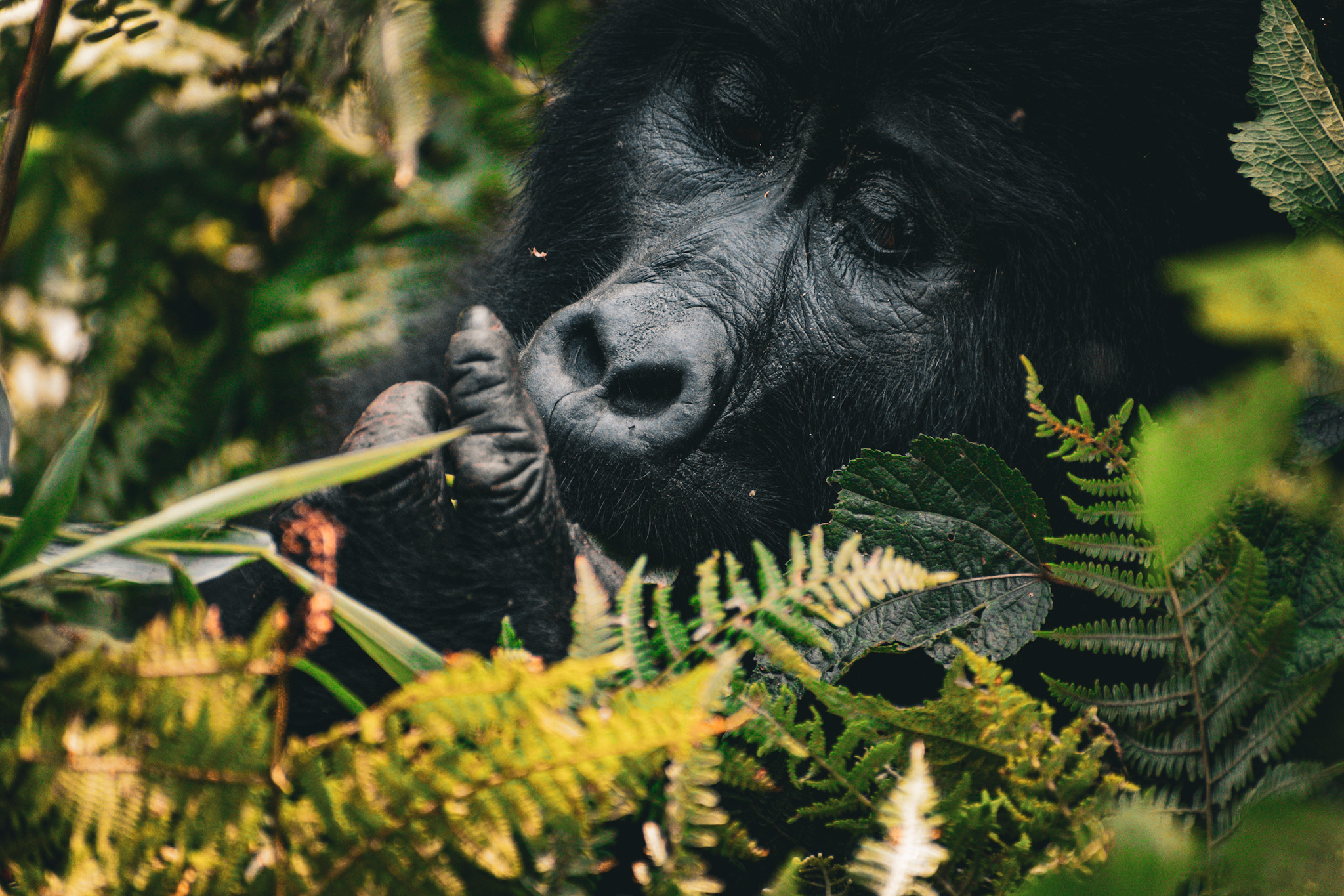Mountain Gorilla Trekking – Lake Mutanda