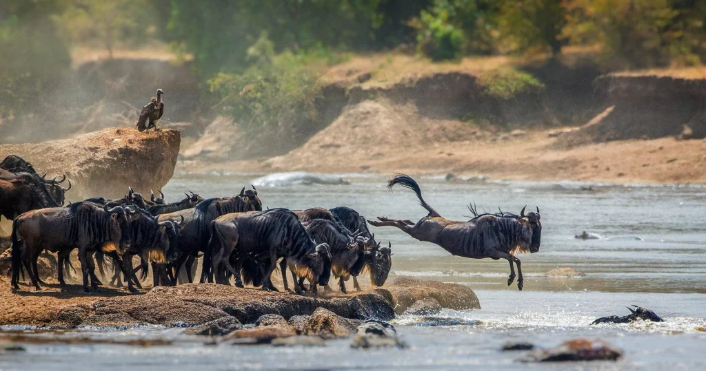 Kogatende and the Northern Serengeti