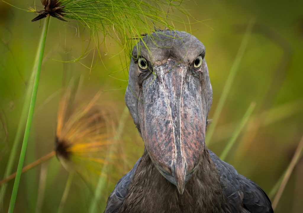 The Shoebill