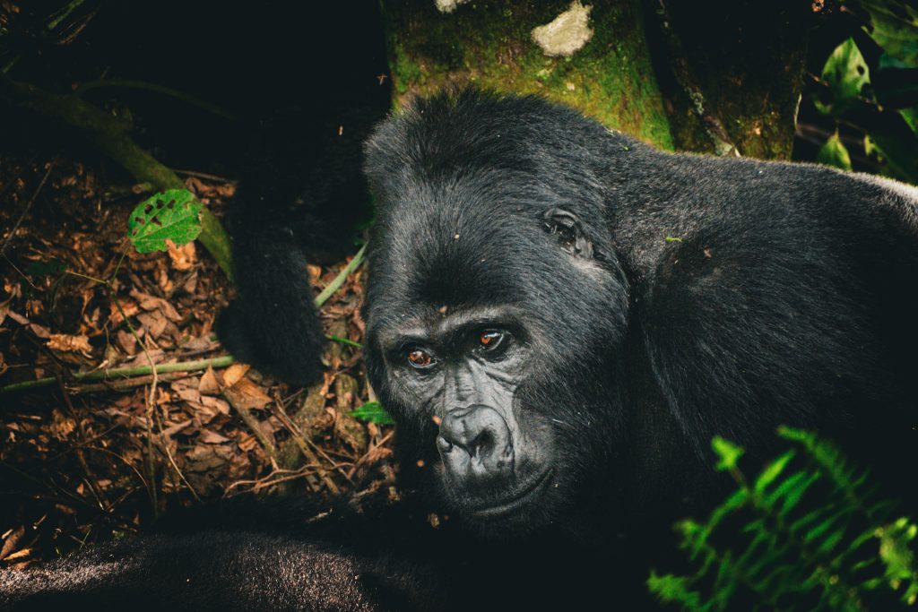 Mountain Gorilla Trekking in Bwindi