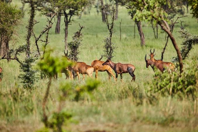 Sipi Falls to Pian Upe Wildlife Reserve