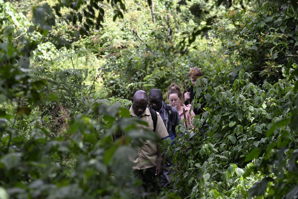 Gorilla Trekking in Bwindi – Transfer to Queen Elizabeth National Park