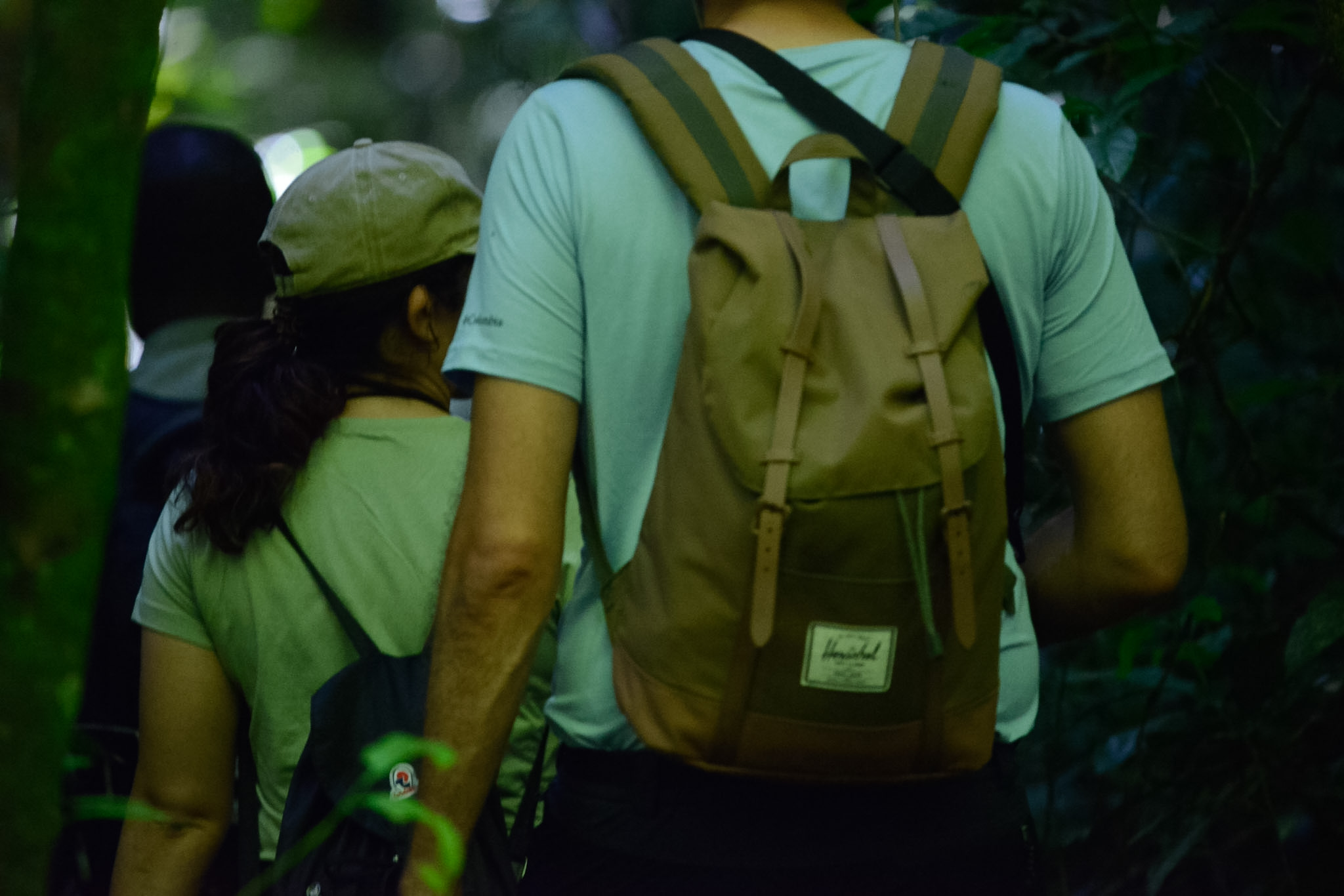 Budongo Forest – Chimpanzee Trekking & Murchison Falls