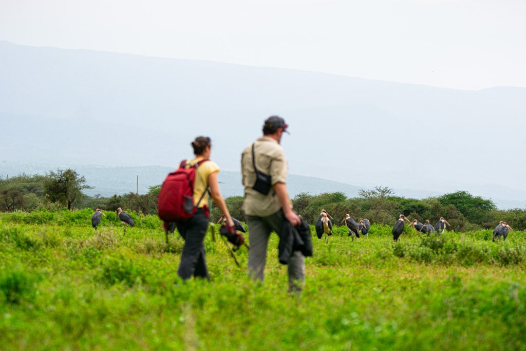 Full-Day Amboseli National Park - Wildlife, Wetlands & Maasai Culture