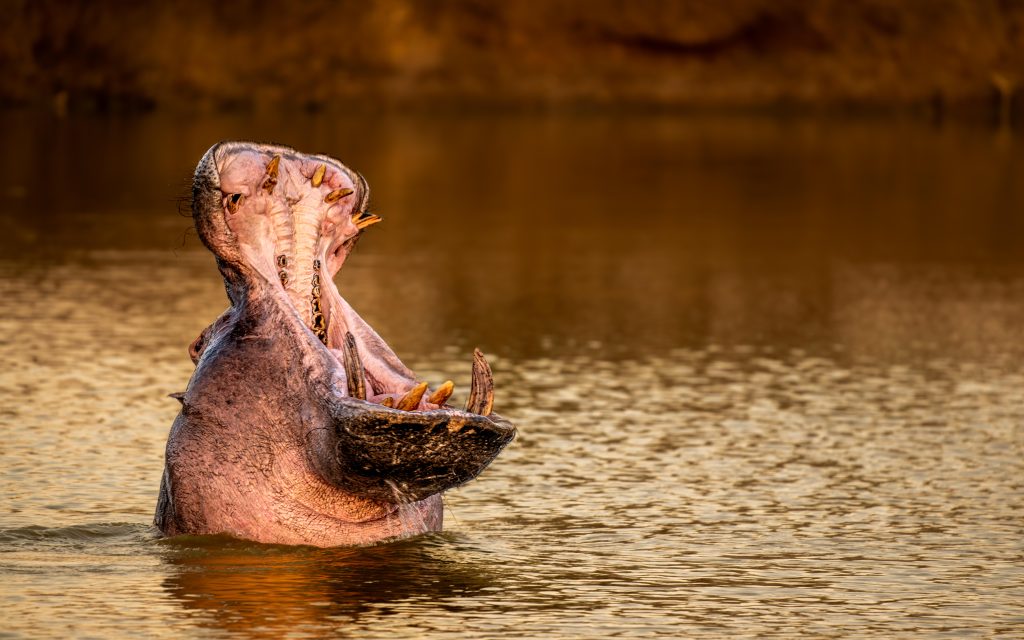 Wildlife Safari & Kazinga Channel Boat Cruise