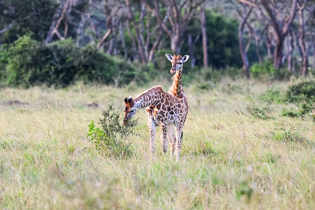 Lake Mburo – Bwindi Impenetrable National Park