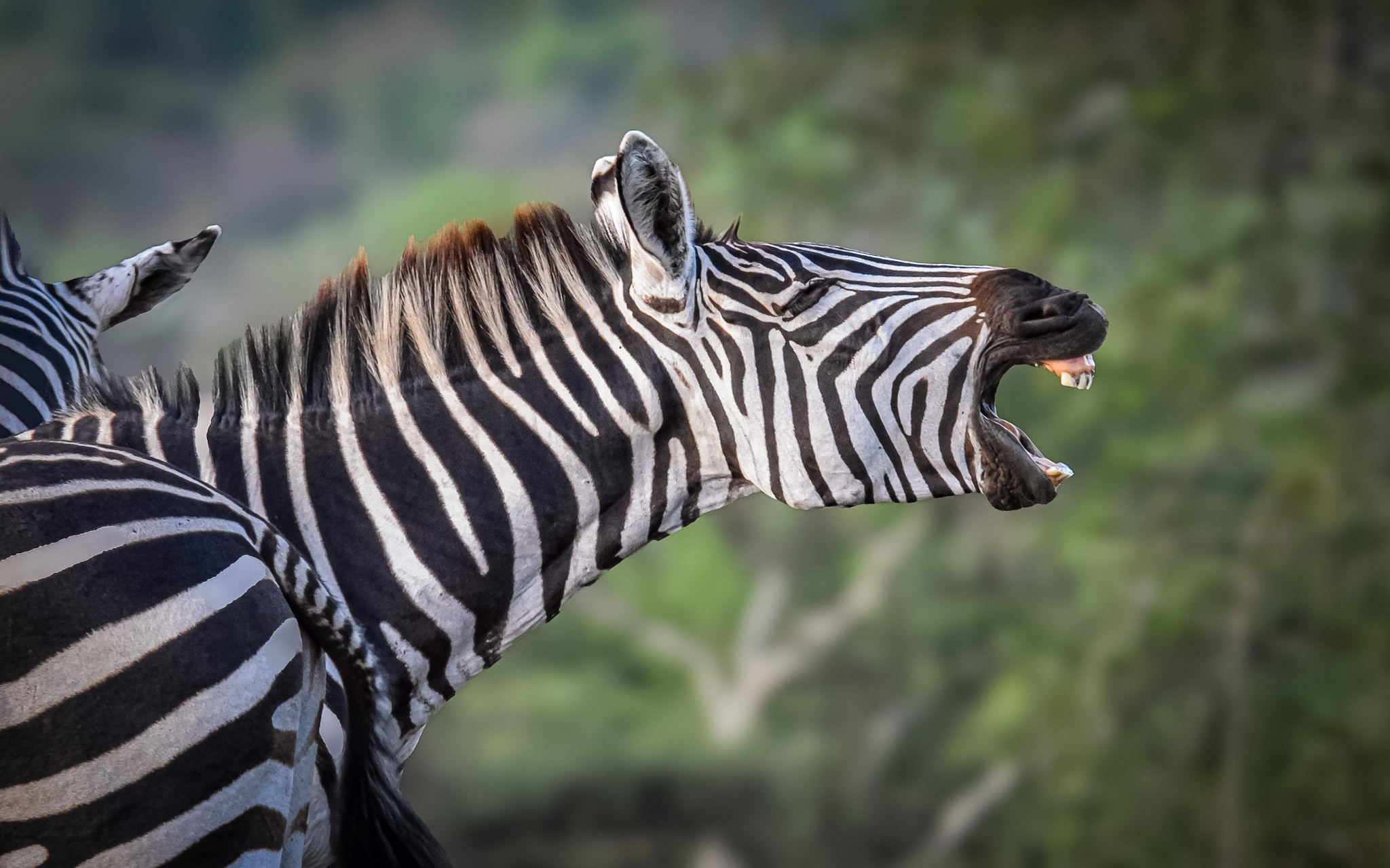Transfer To Lake Mburo National Park