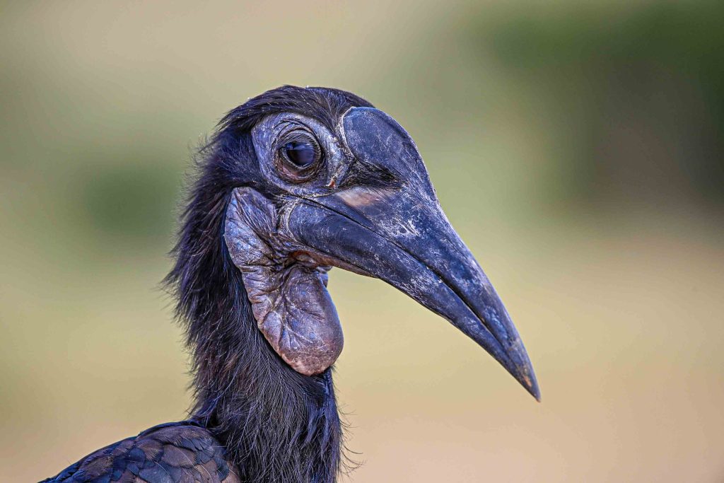 Morning and Evening Game Drives in Murchison Falls