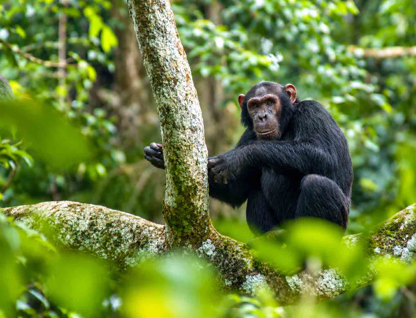 Chimpanzee Tracking in Budongo Forest and Transfer to Ziwa