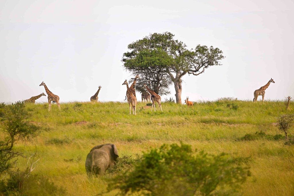 Morning and Evening Game Drives in Murchison Falls