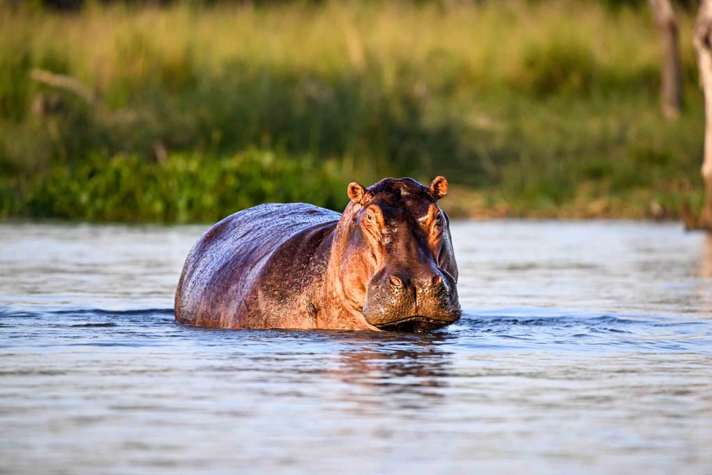 Sport Fishing on the Victoria Nile