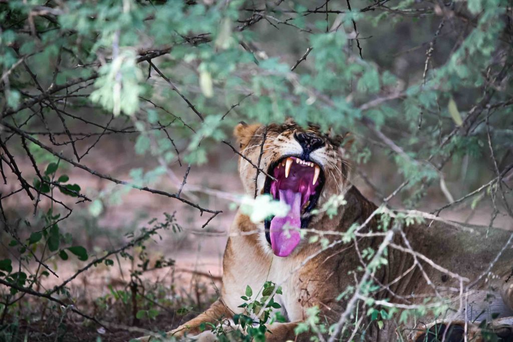 Morning and Evening Game Drives in Murchison Falls