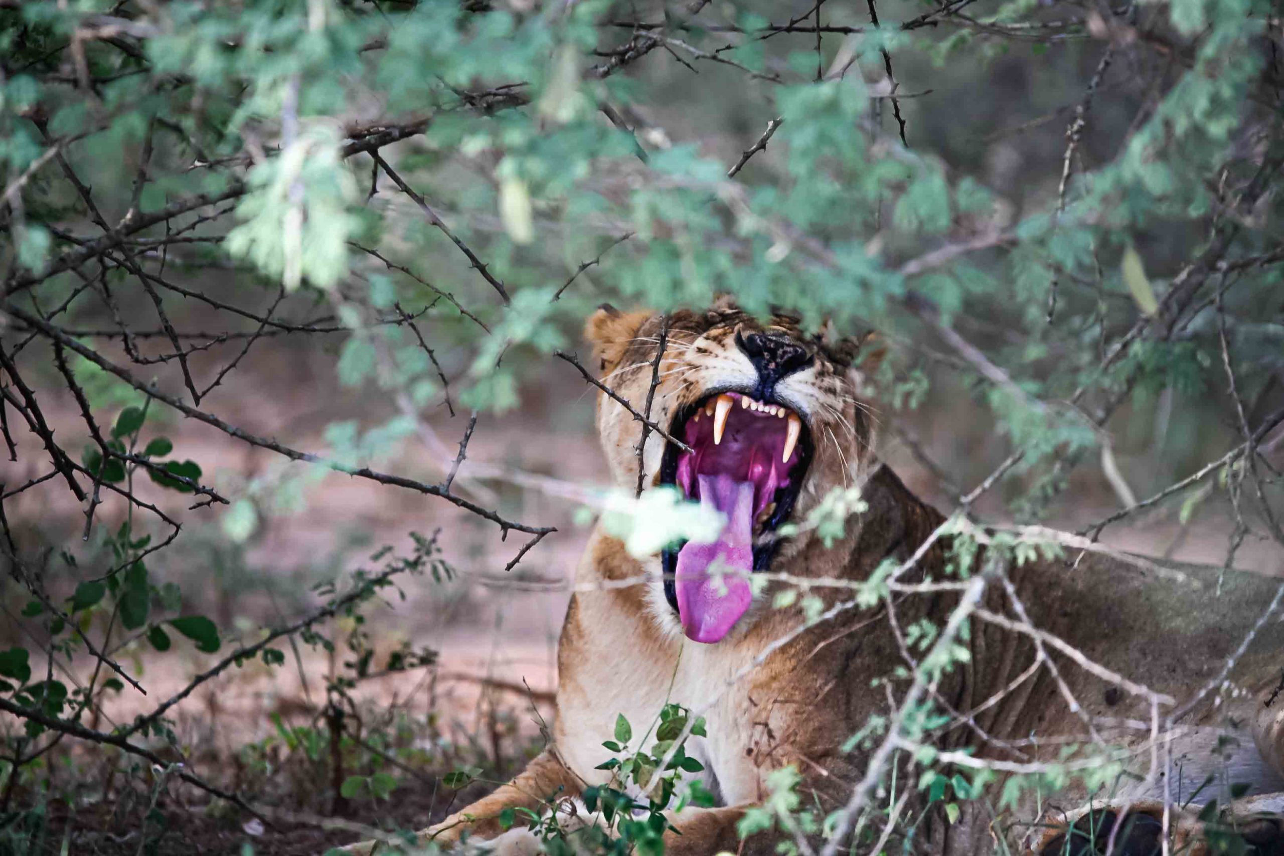 Morning and Evening Game Drives in Murchison Falls