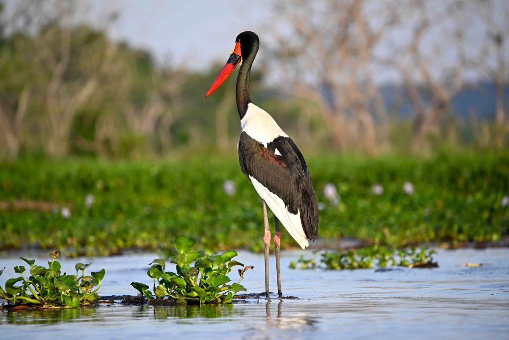 Sport Fishing on the Victoria Nile