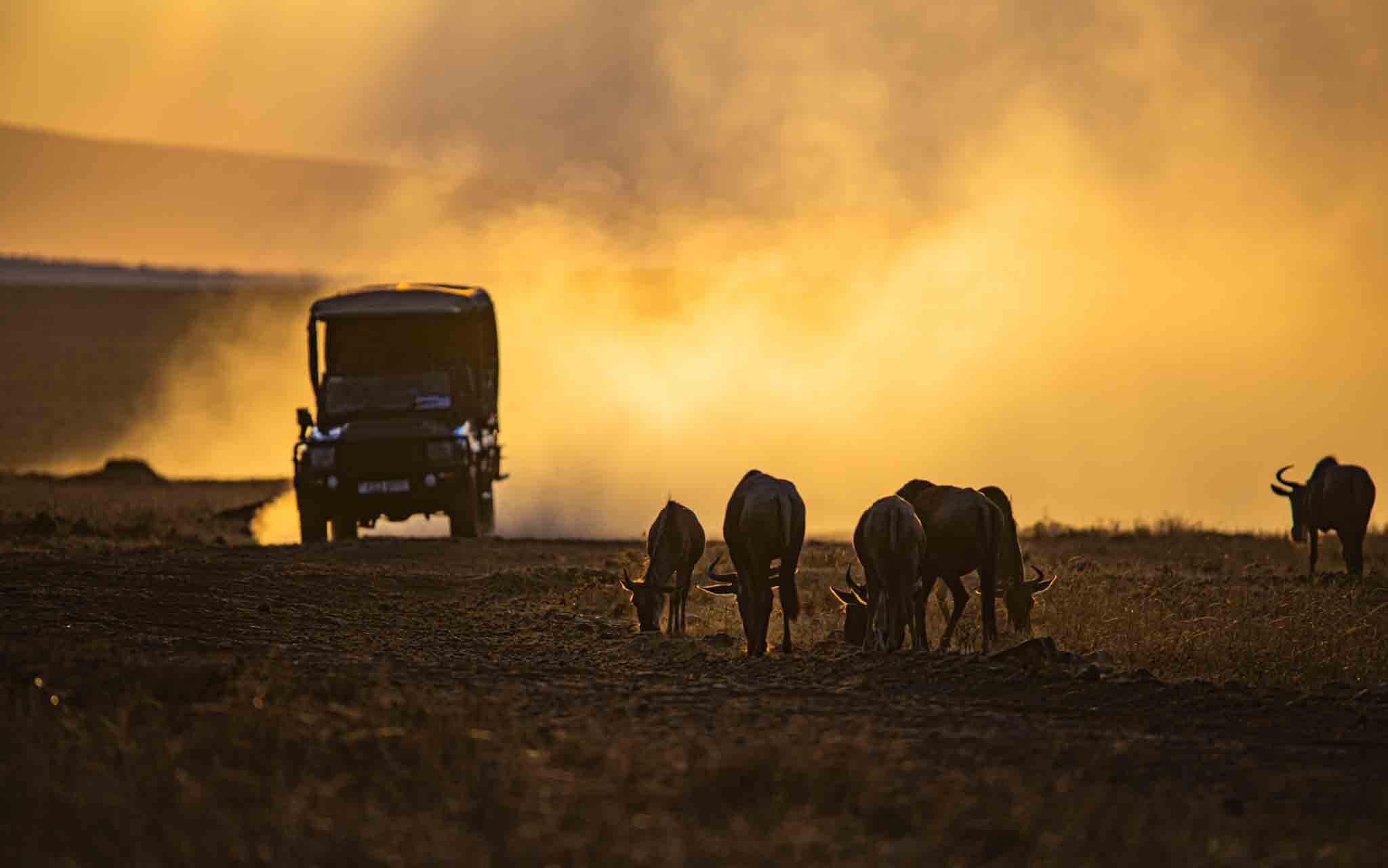 sunrise game drive masai mara with wild compass africa masai sunrise game drive