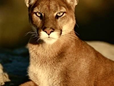 The African rearest specie