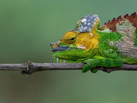 Africa’s Armored Tree Dweller