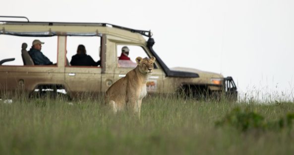 Kenya Safaris