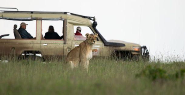 Kenya Safaris